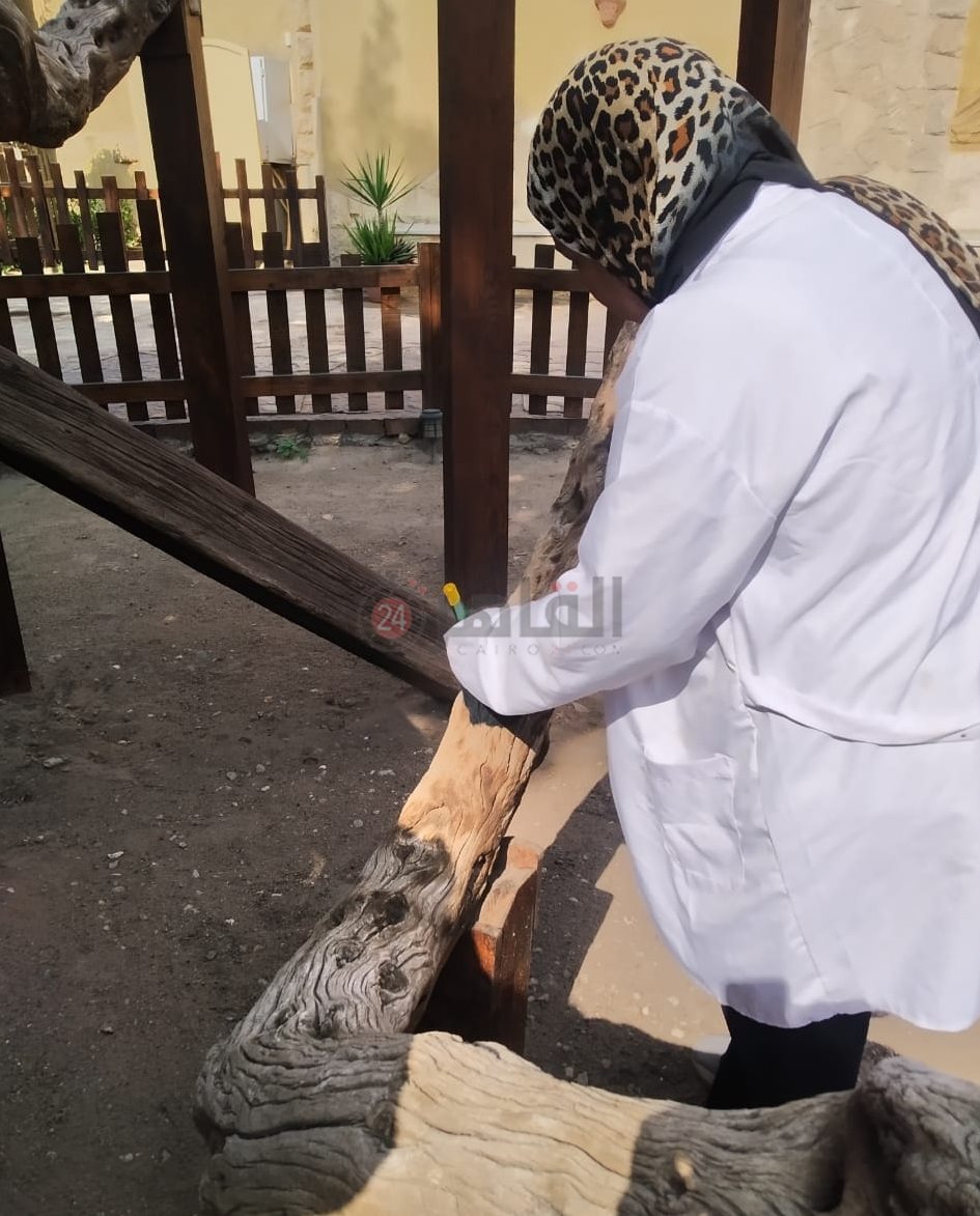 الآثار تتابع الإجراءات اللازمة لصيانة شجرة مريم الأثرية بالمطرية (4)