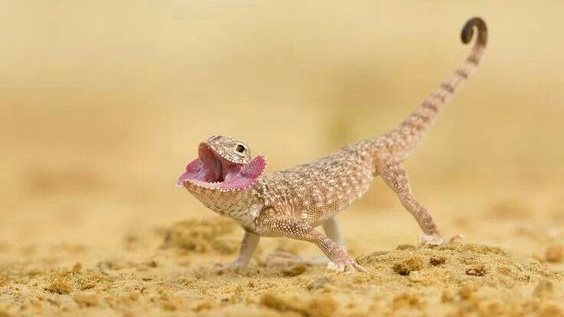 رؤية البرص في المنام للمتزوجة