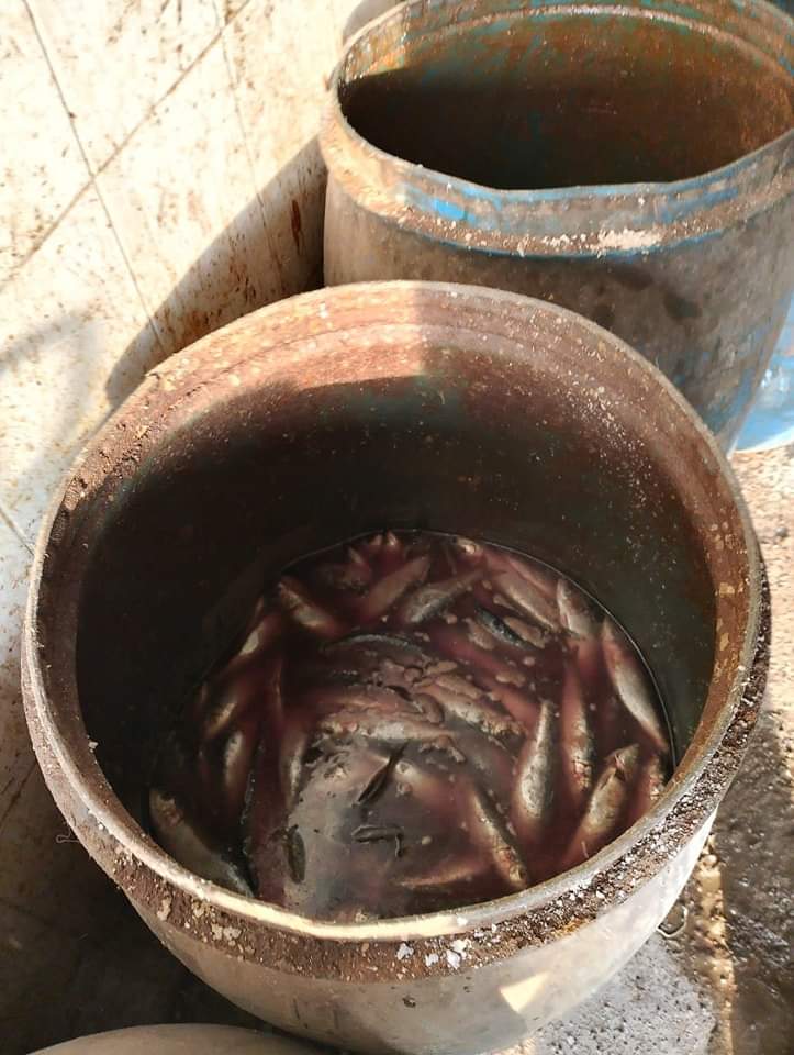 ضبط 10 طن أسماك وملح غير صالحين للاستهلاك الآدمي بداخل مصنع بئر سلم بالمنوفية