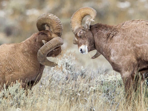 تفسير حلم نطح الكبش