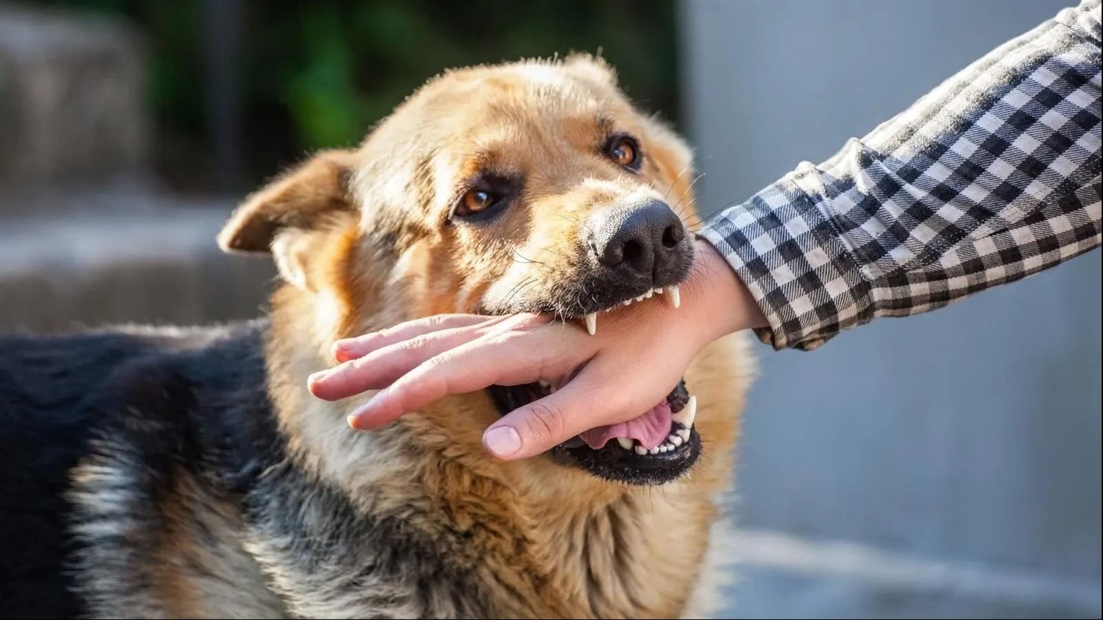 تفسير رؤية هجوم الكلب الأبيض