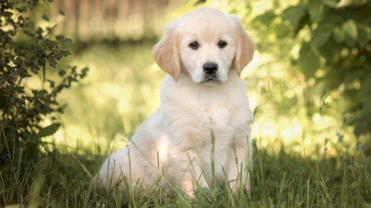 تفسير حلم عض الكلاب في المنام للرجل