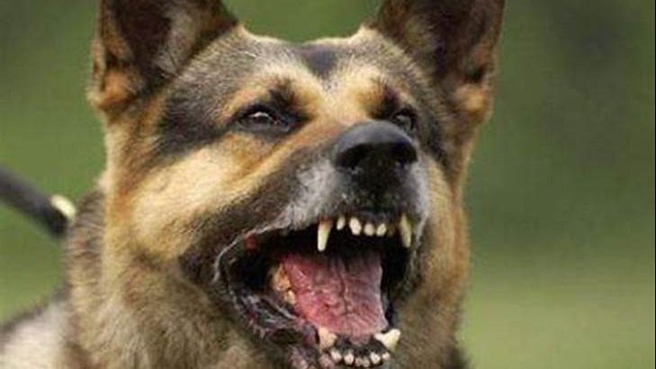 تفسير رؤية عضة الكلب الأبيض