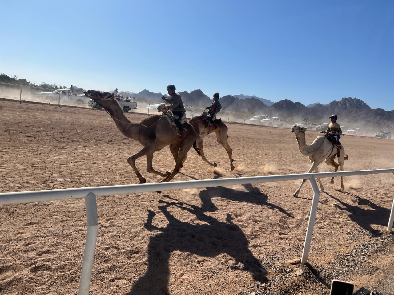 انطلاق فعاليات سباق الهجن التنشيطي بشرم الشيخ