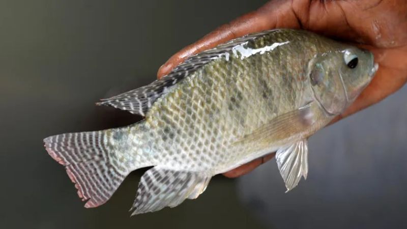 رؤية السمك في المنام للرجل المنزوج