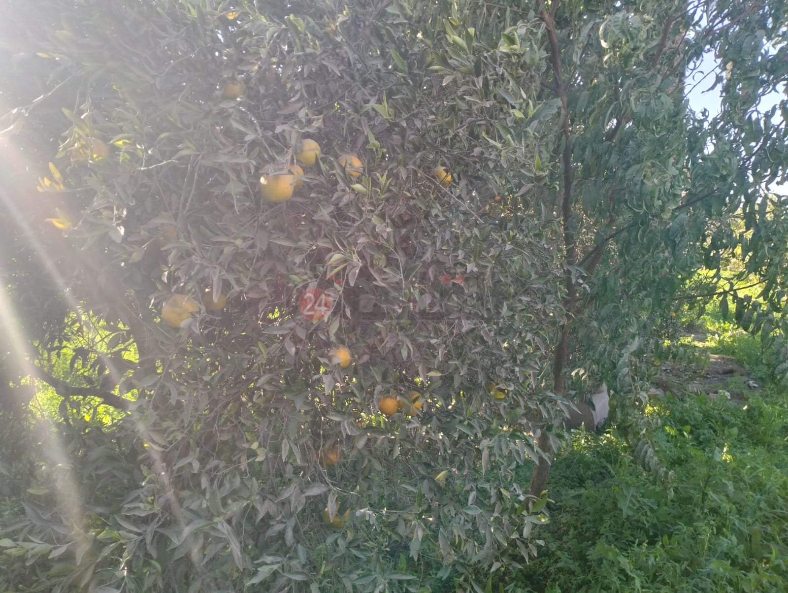 بدء موسم حصاد البرتقال ببني سويف 