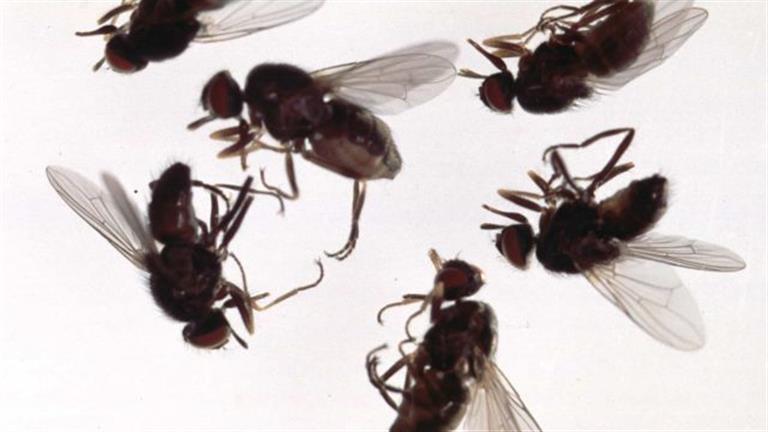 رؤية الذباب في المنام