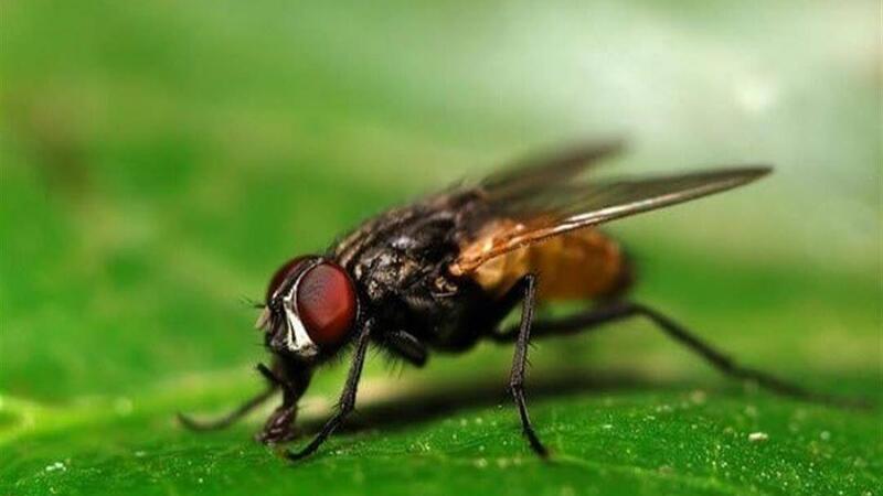 طرق طبيعية للتخلص من الذباب