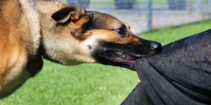 تفسير رؤية الكلب الأسود في المنام للمتزوجة