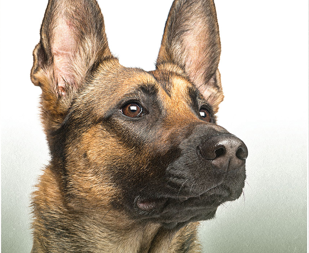 تفسير رؤية عضة الكلب في المنام