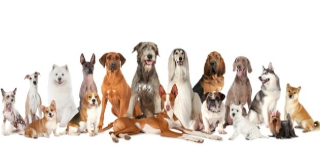 تفسير رؤية عضة الكلب للرجل