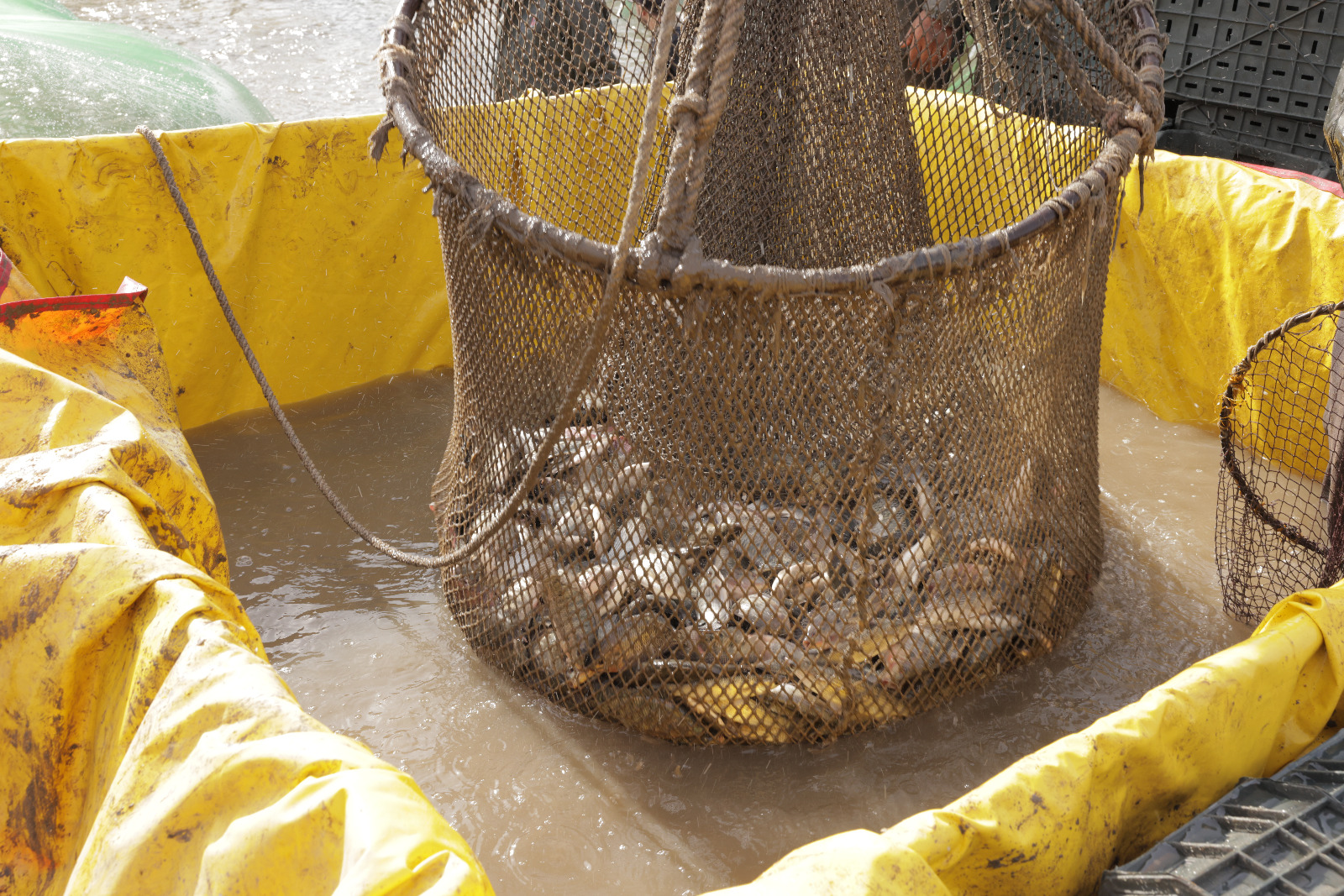 الفريق اسامة ربيع 