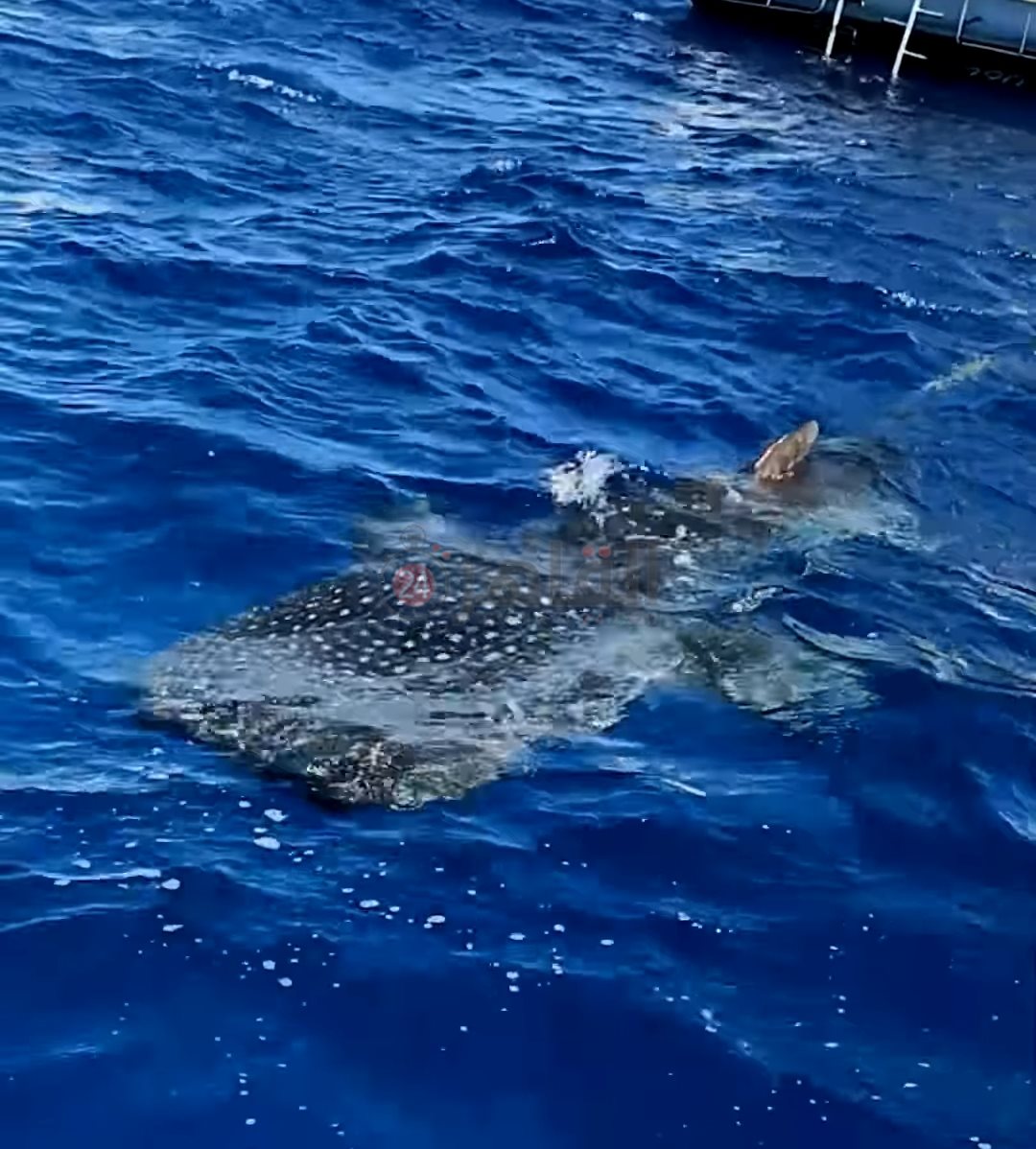 IMG_٢٠٢٤١٢١٧_١١٠٢٥٦