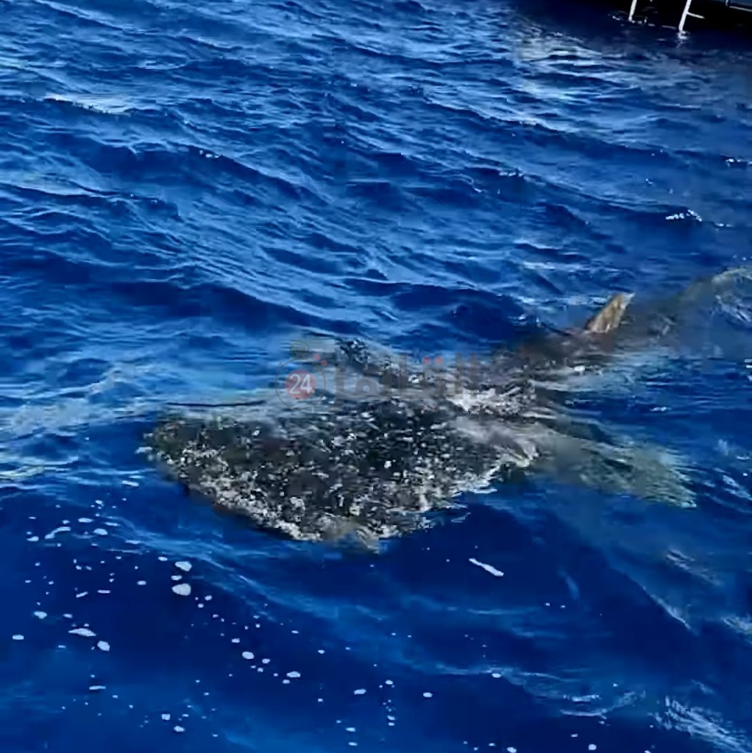 IMG_٢٠٢٤١٢١٧_١١٠٢٢٤