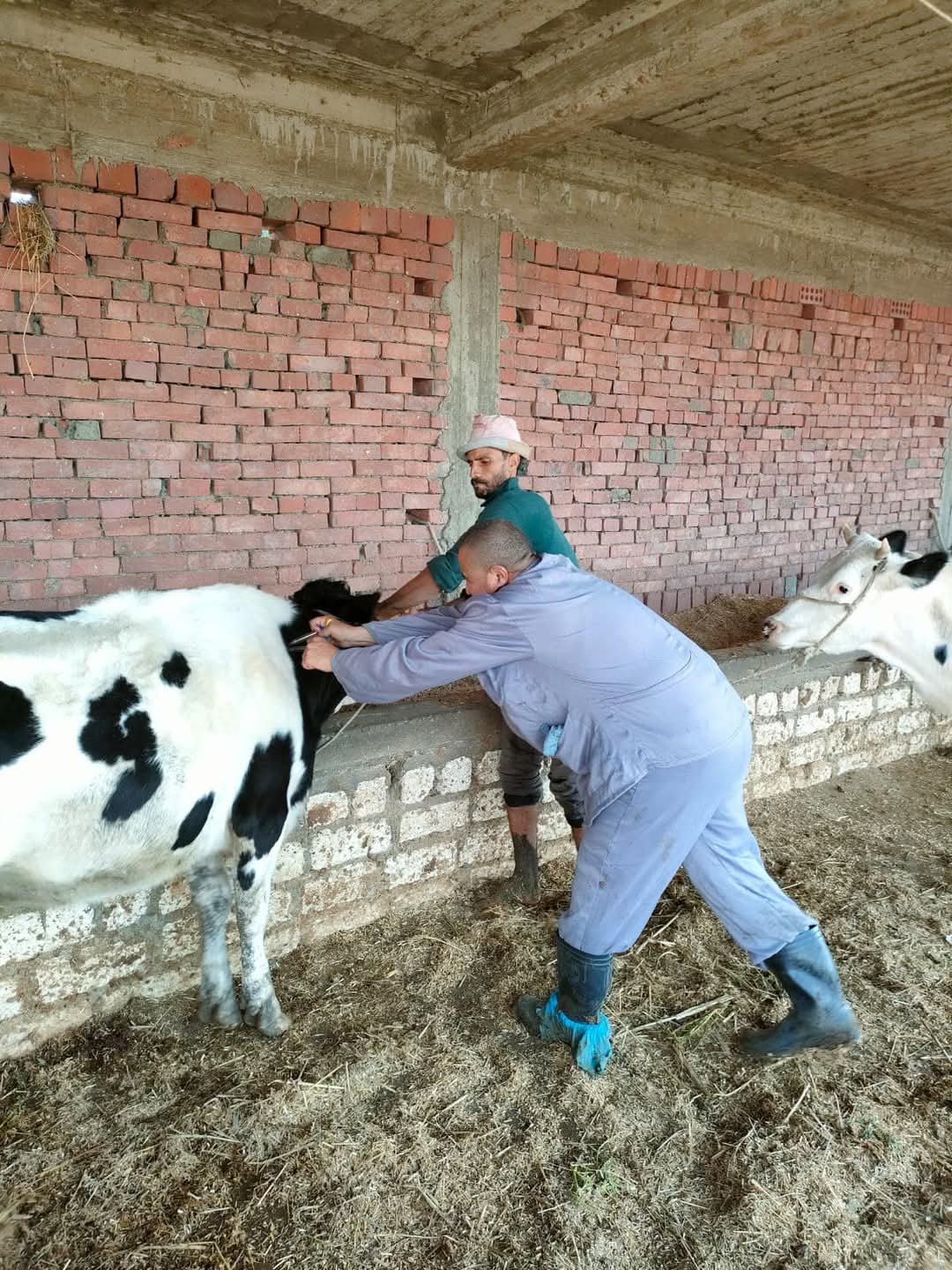 تحصين الماشية ببورسعيد 