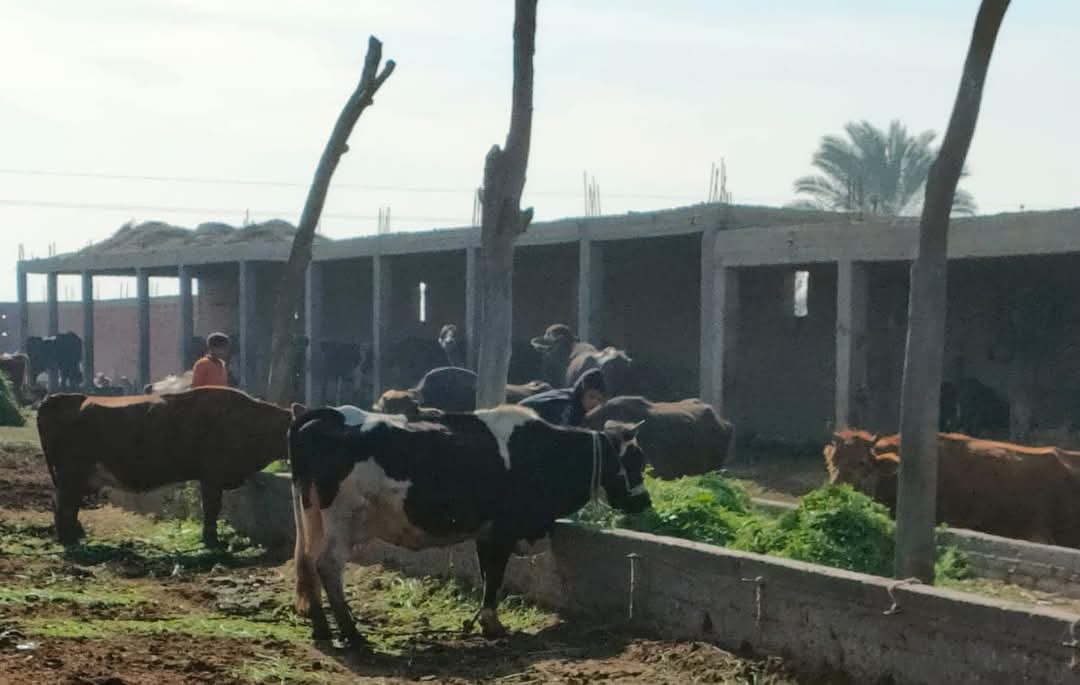 تحصين الماشية ببورسعيد 