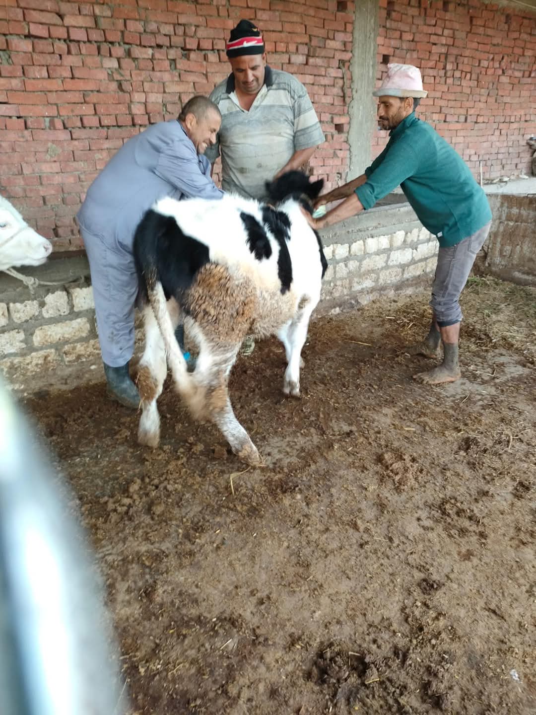 تحصين الماشية ببورسعيد 