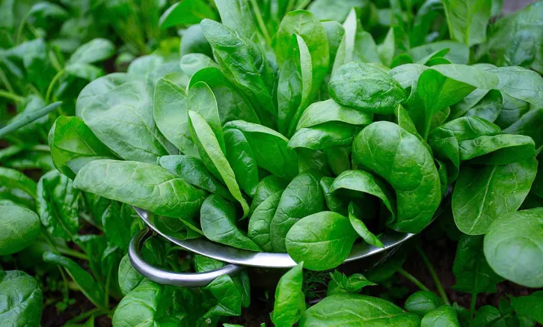 فوائد السبانخ للشعر