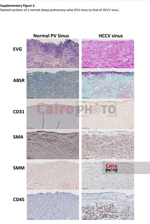 اجراء التجارب علي الاغنام