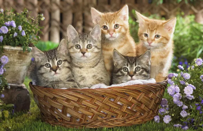 أسماء قطط إناث أجنبية