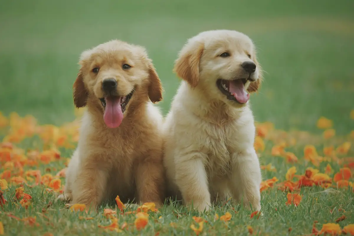 أسماء كلاب ذكور