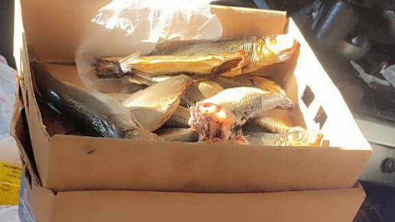 كميات الرنجة المضبوطة - قص