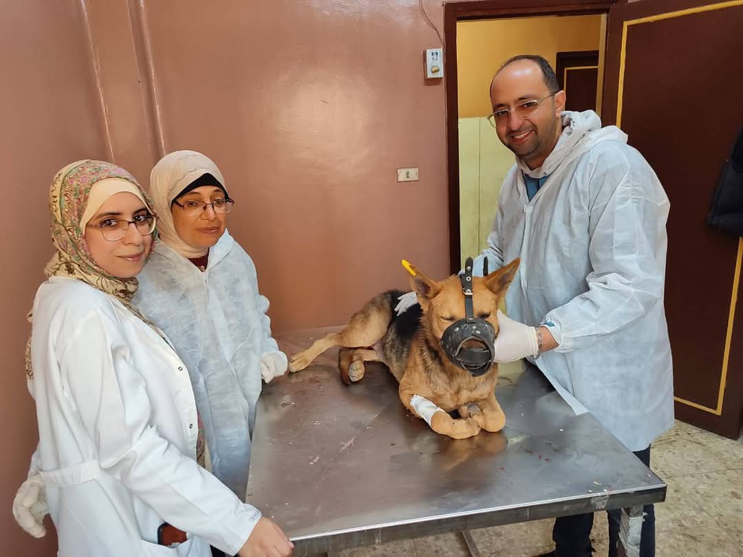 تعقيم وتحصين الكلاب الضالة ببورسعيد 