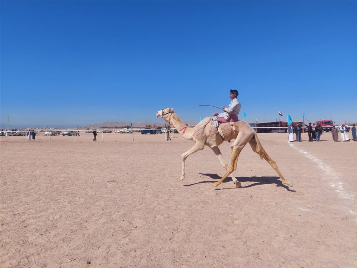 سباق الهجن التنشيطي بطور سيناء 