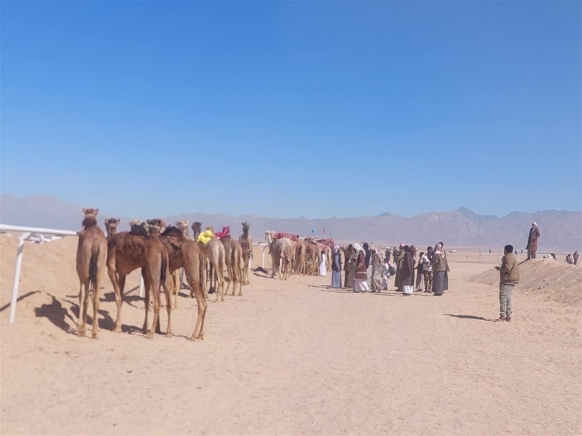 سباق الهجن التنشيطي بطور سيناء 