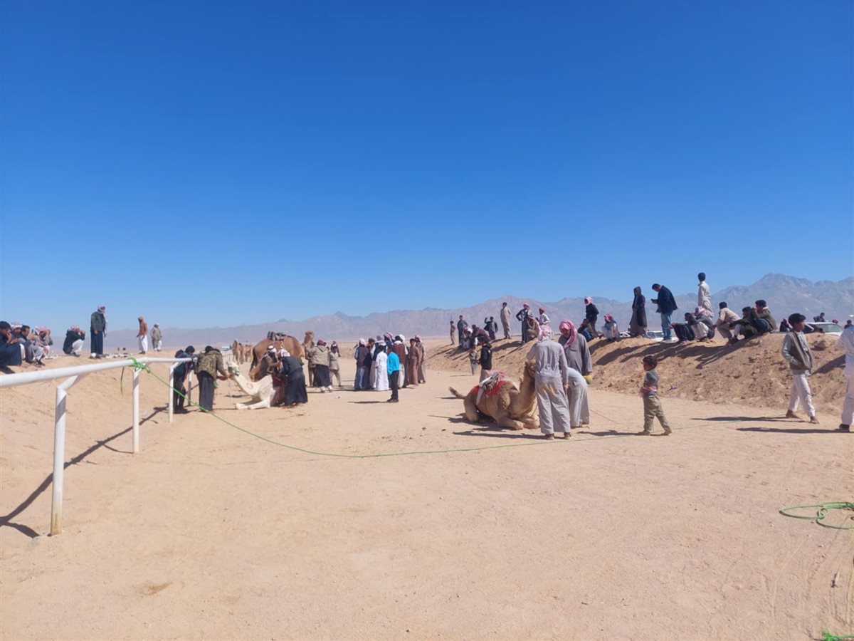 سباق الهجن التنشيطي بطور سيناء 