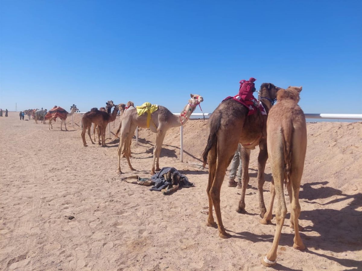 سباق الهجن التنشيطي بطور سيناء 