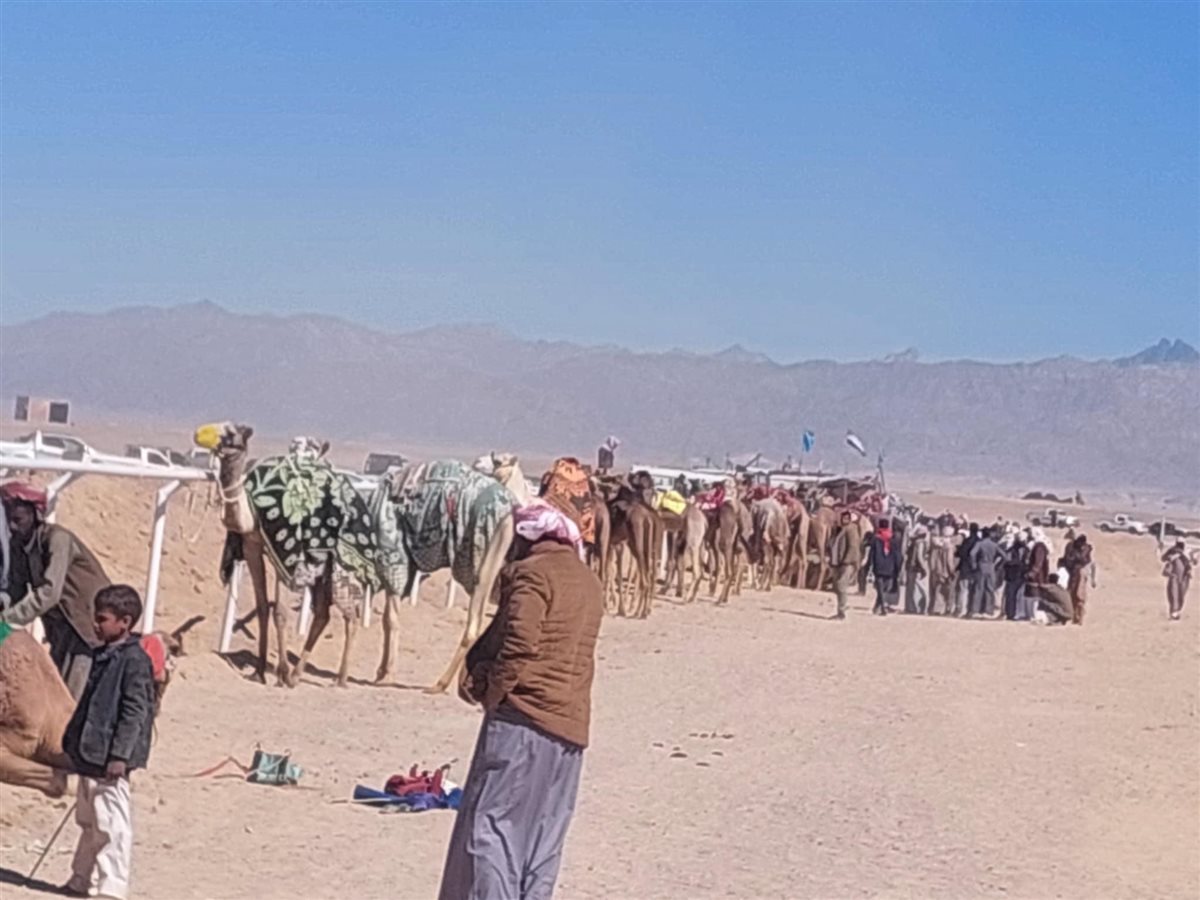 سباق الهجن التنشيطي بطور سيناء 