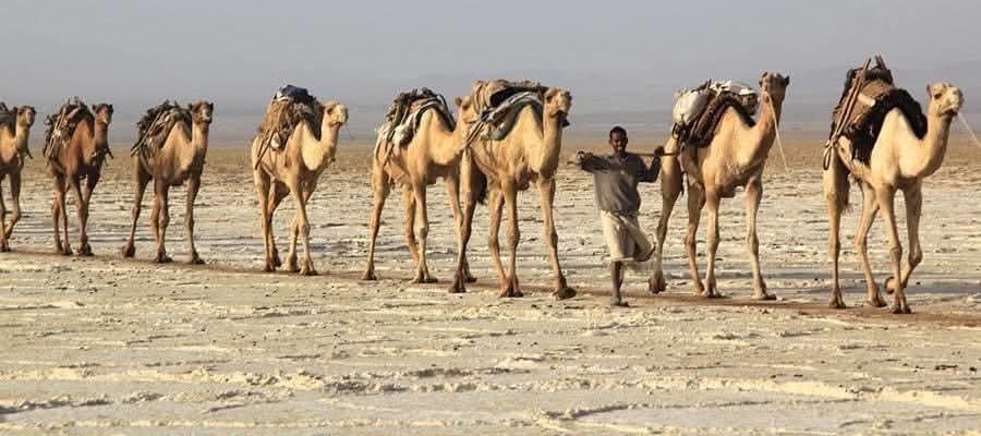 وادى بلى بالبحر الأحمر 