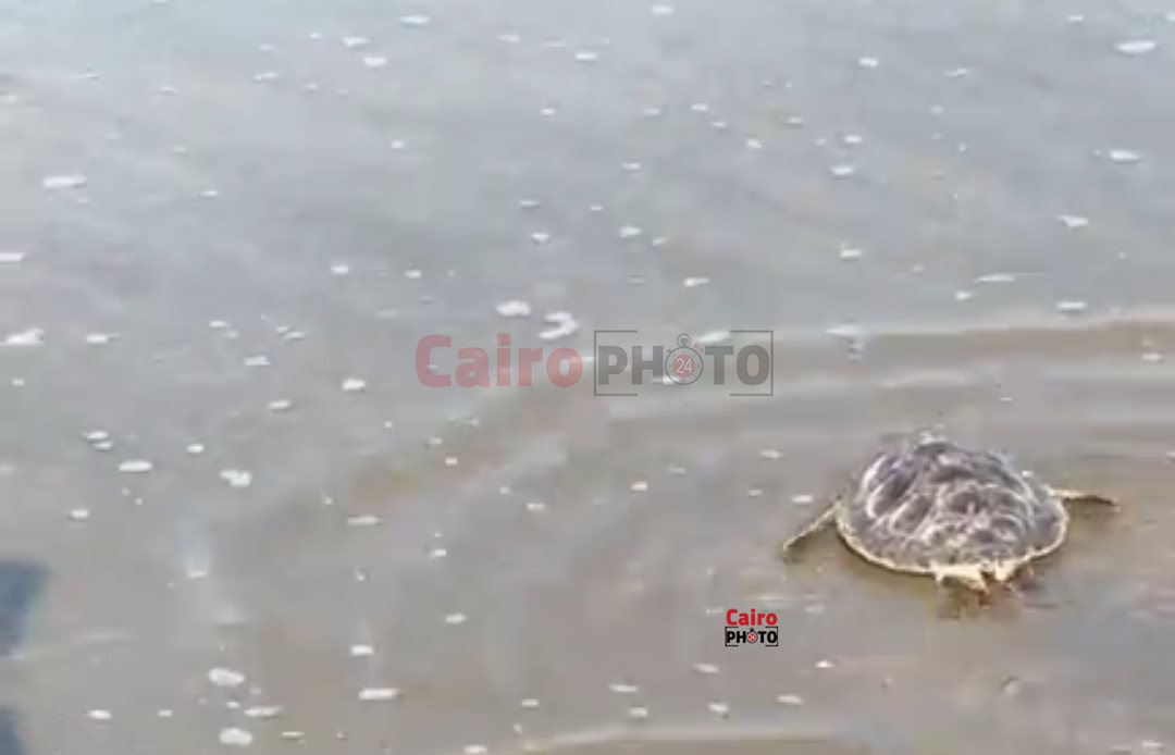 إطلاق السلحفاة عز ببورسعيد 