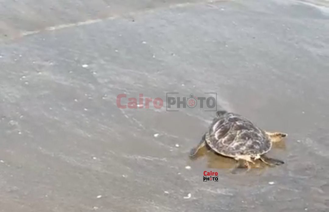 إطلاق السلحفاة عز ببورسعيد 