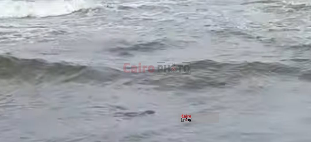 إطلاق السلحفاة عز ببورسعيد 