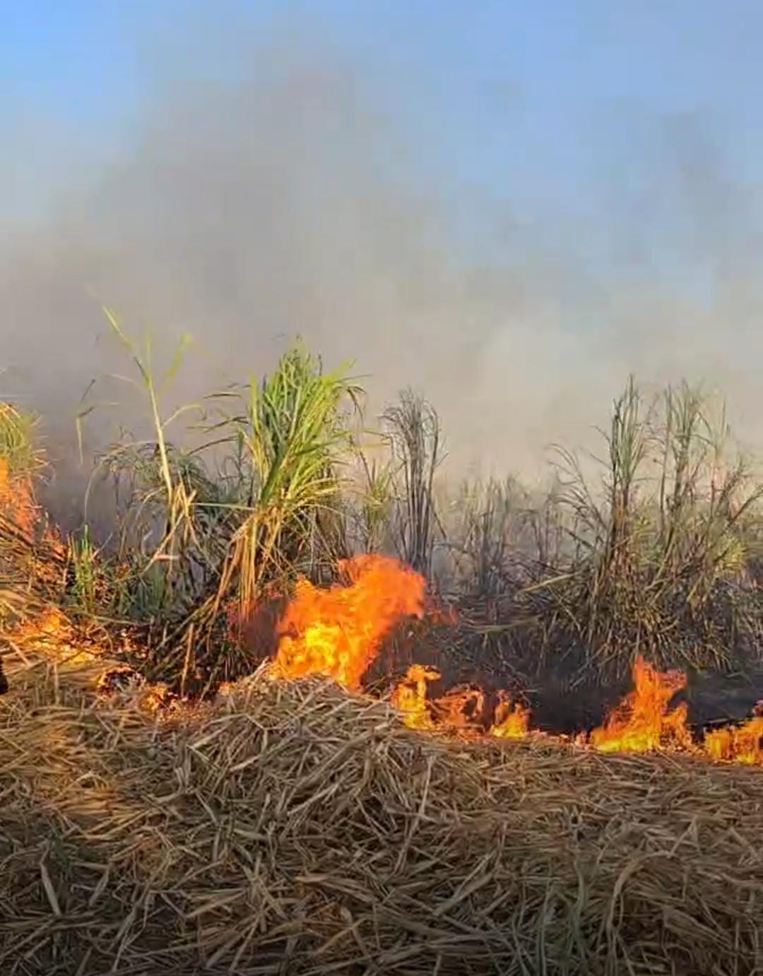 نشوب حريق في محصول القصب
