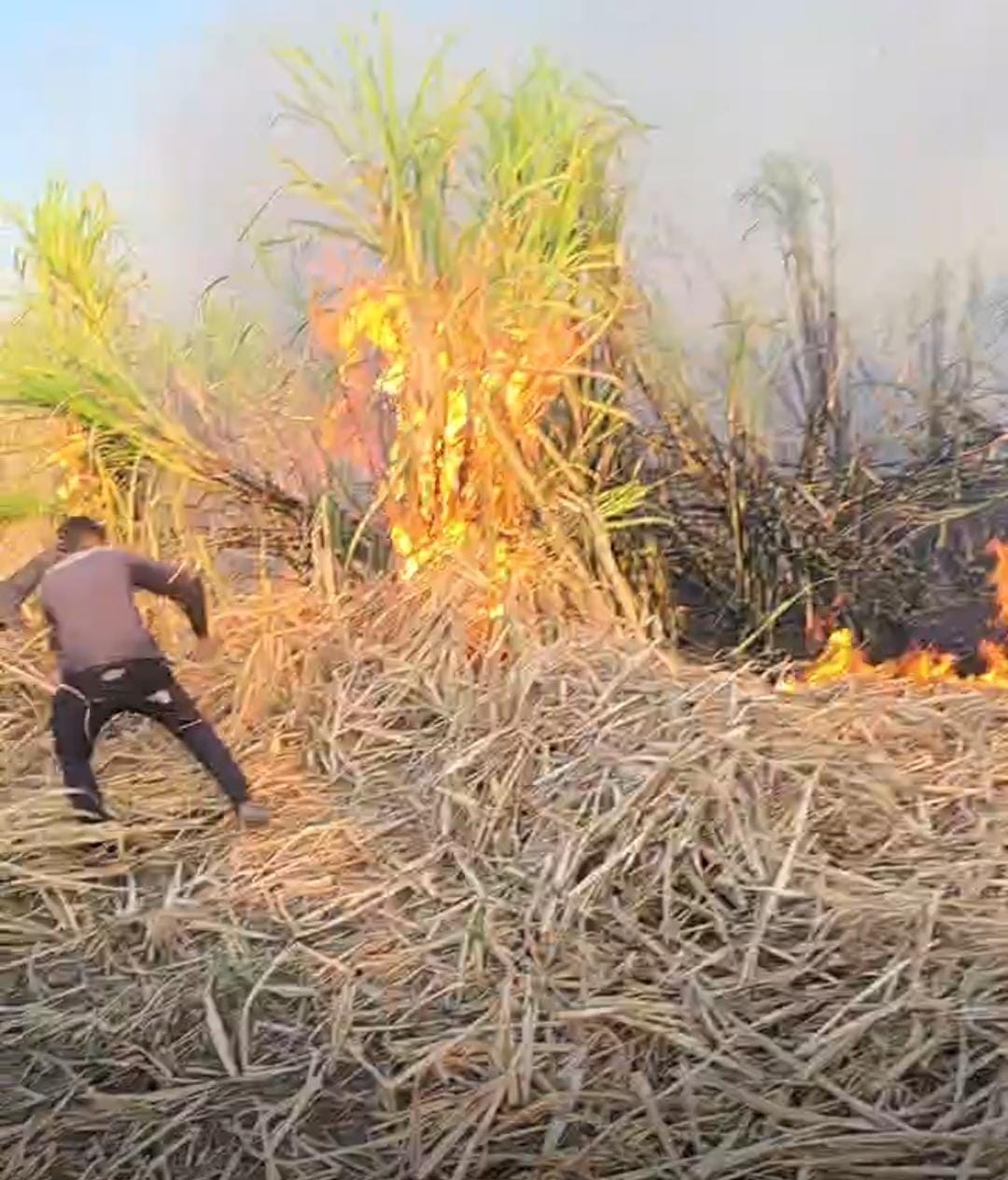 نشوب حريق في محصول القصب