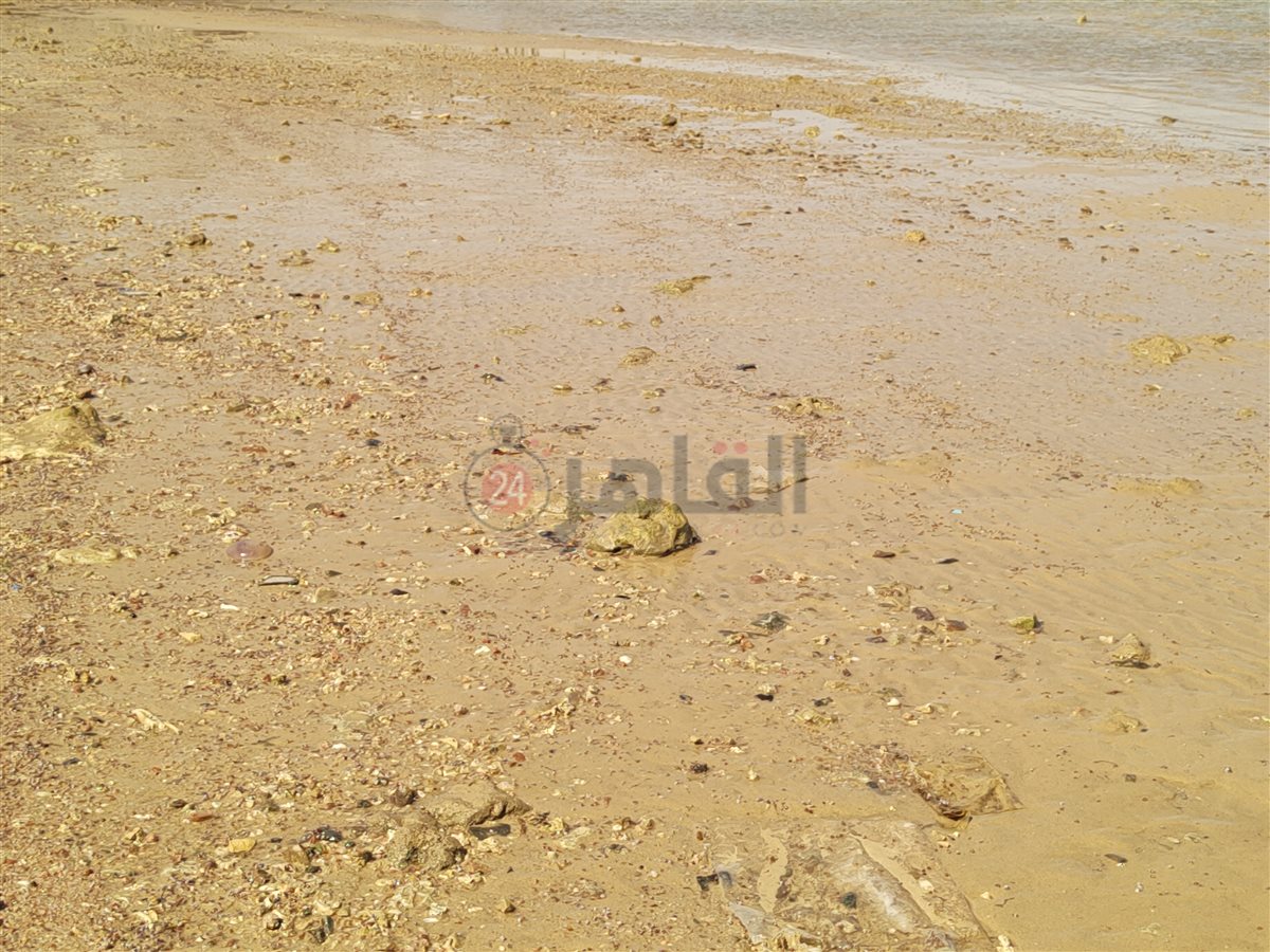 تراجع وانحسار لمياه البحر بالغردقة 