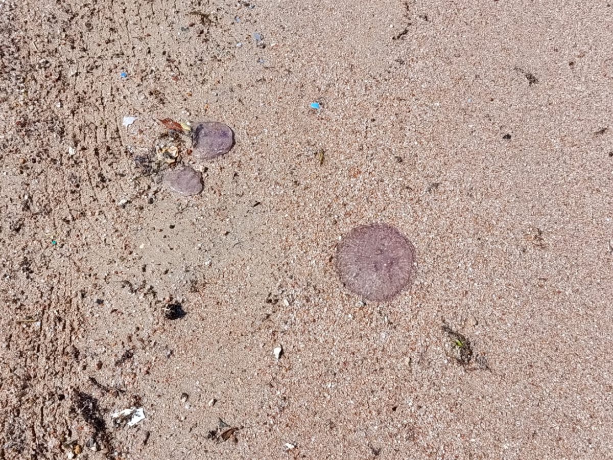 ظهور قناديل البحر على شواطئ الغردقة 