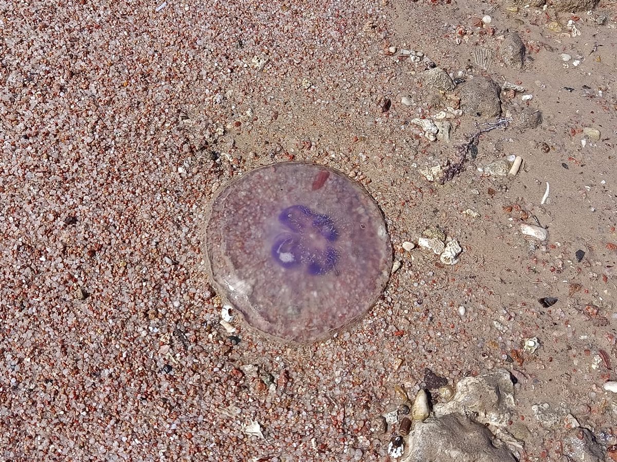 ظهور قناديل البحر على شواطئ الغردقة 