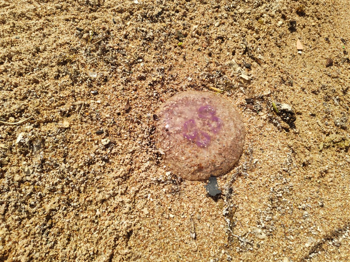 ظهور قناديل البحر على شواطئ الغردقة 