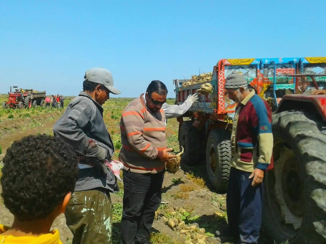 حصاد محصول البنجر ببورسعيد 