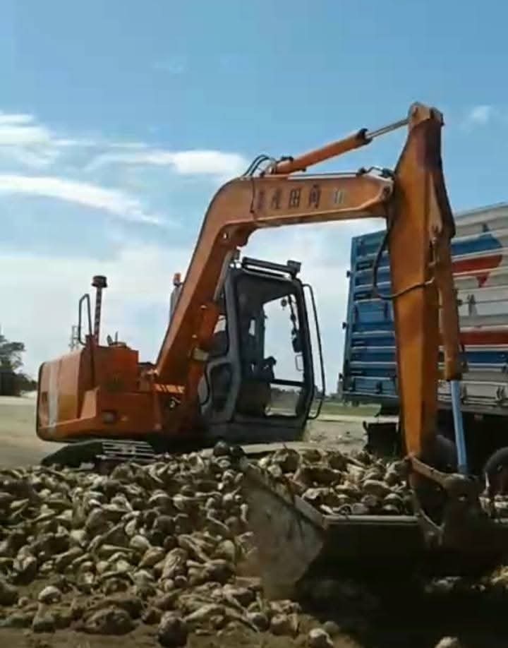 محصول البنجر ببورسعيد 