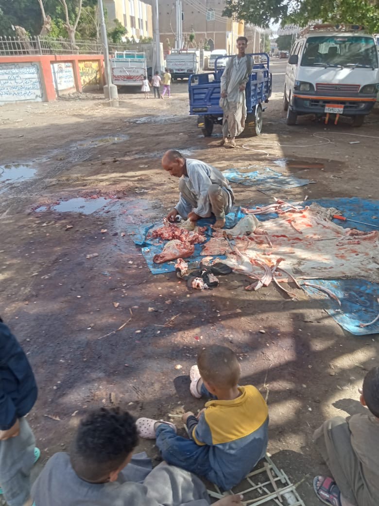 حملات للطب البيطري بالأقصر