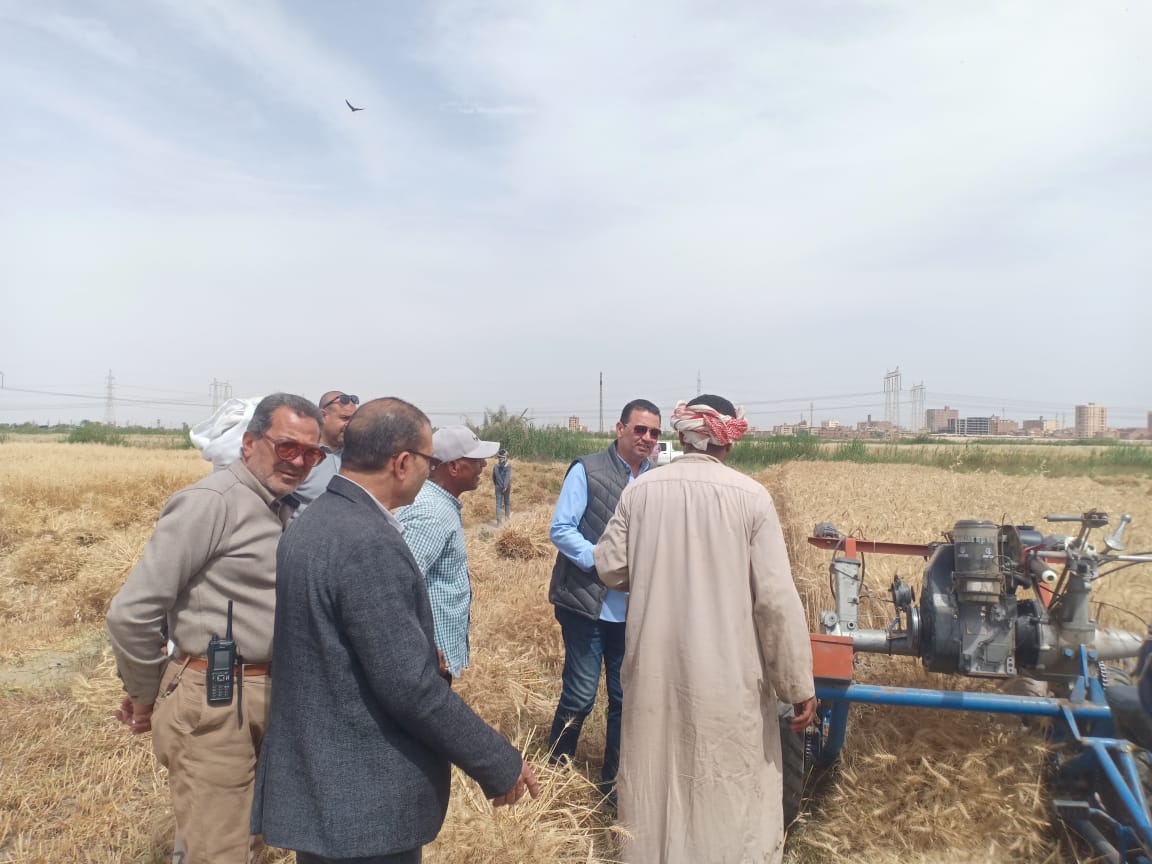بدء موسم حصاد القمح في الفيوم 
