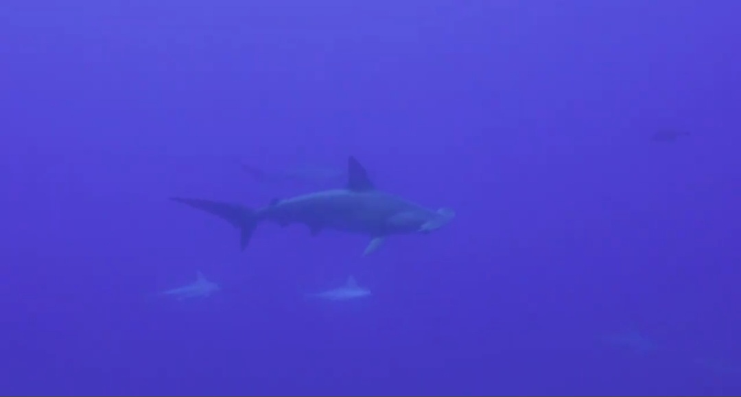 محميات البحر الأحمر