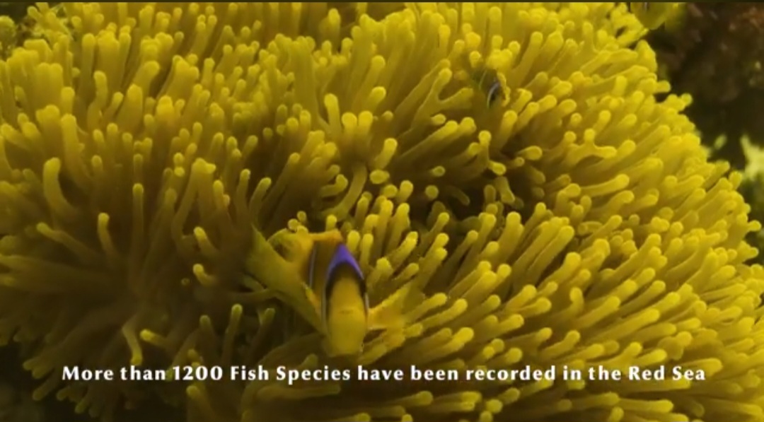 محميات البحر الأحمر