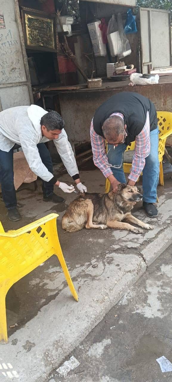 جهود الأجهزة التنفيذية ببورسعيد 