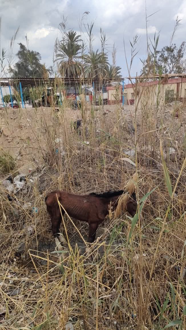 إنقاذ حصان ببورسعيد 